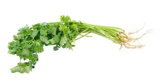 Coriander Hybrid F1 Seeds – Premium Seeds by Al-Raei Seeds