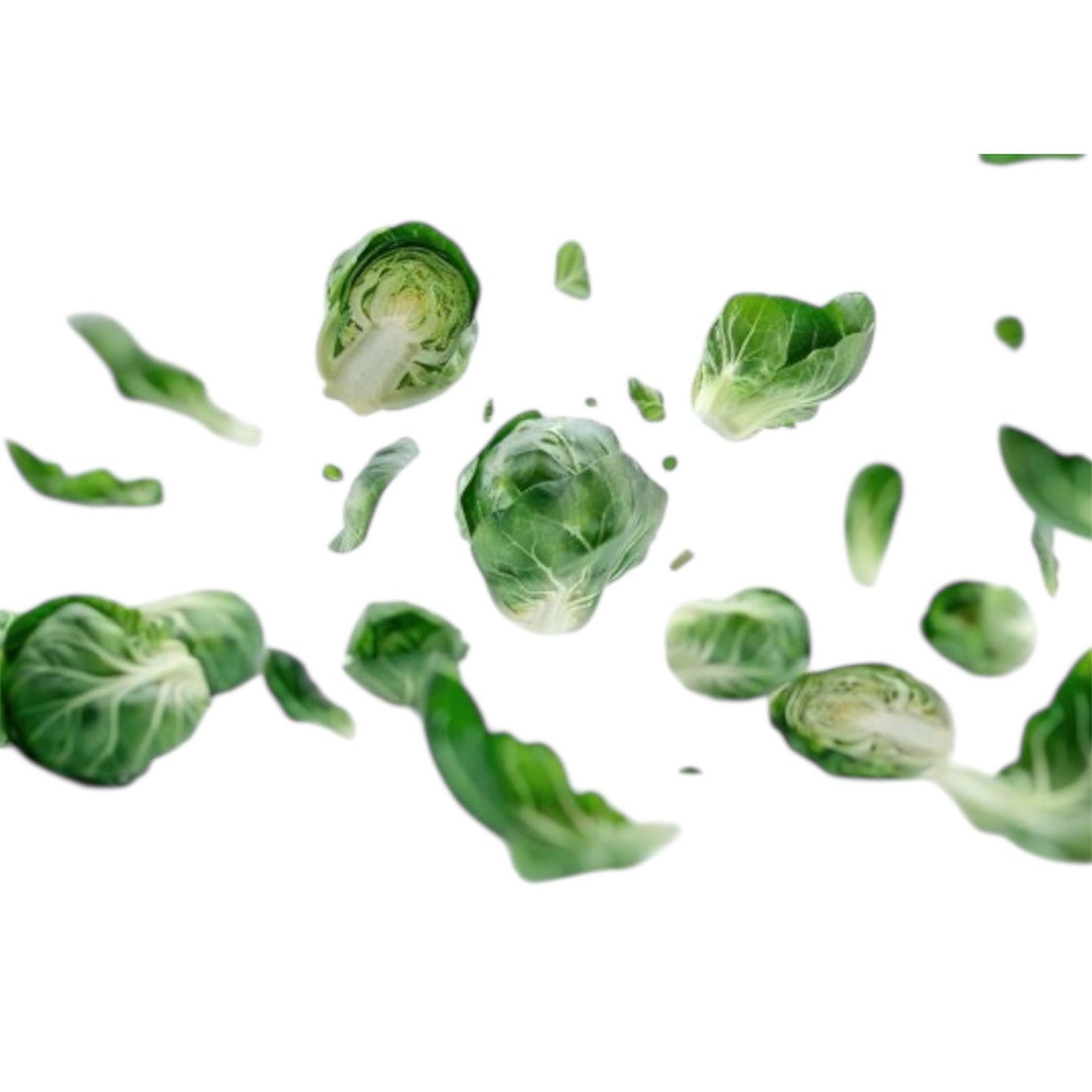 Brussels Sprout F1 Hybrid Seeds – High Yield, Uniform & Disease-Resistant