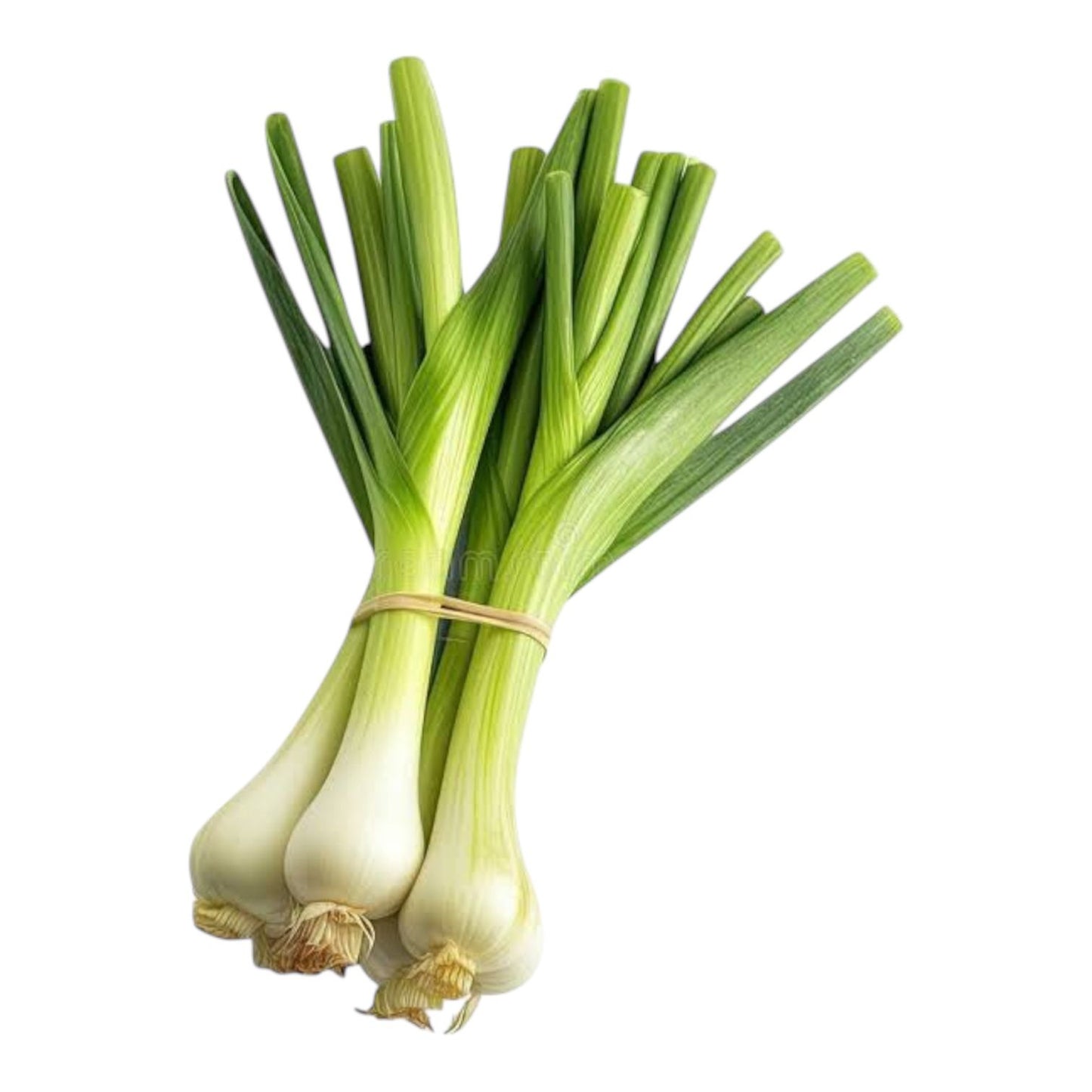 Leek (لیگ) Hybrid F1 Premium Seeds