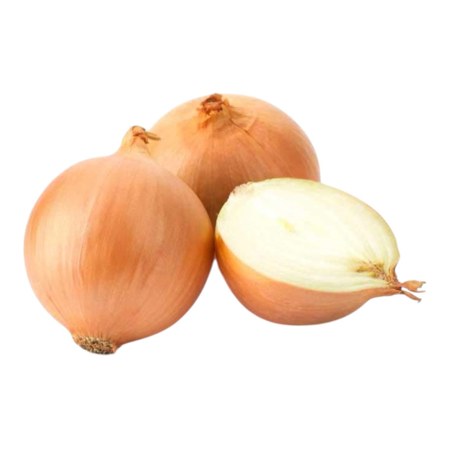 Onion Golden Hybrid F1 Seeds ā Premium Quality | Al-Raei Seeds