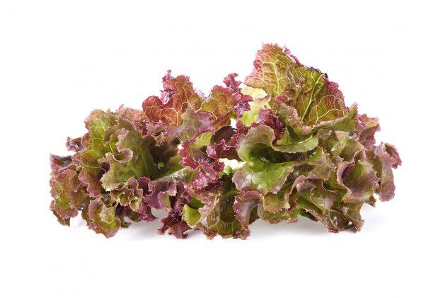 Red Fire Lettuce Seeds – Crisp, Colorful & Fast-Growing