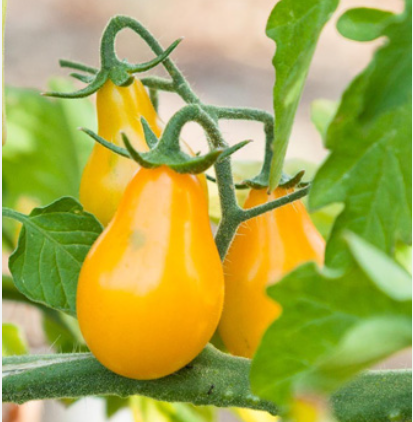 Yellow Bell Shaped Tomato Seeds – Bright, Sweet & Premium Quality