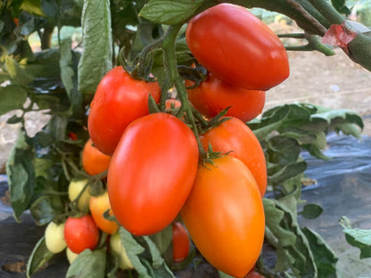 Indeterminate Tomato Seeds F1 Hybrid