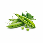 Peas Seeds - Premium Quality for a Sweet and Bountiful Harvest