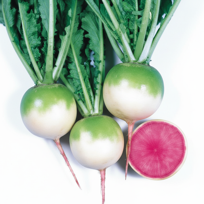 Red Meat Radish Seeds – Premium Quality for Crisp, Colorful Harvests