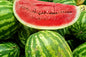 Al-Raei Watermelon (تربوز سرخ) Hybrid F1 Seeds