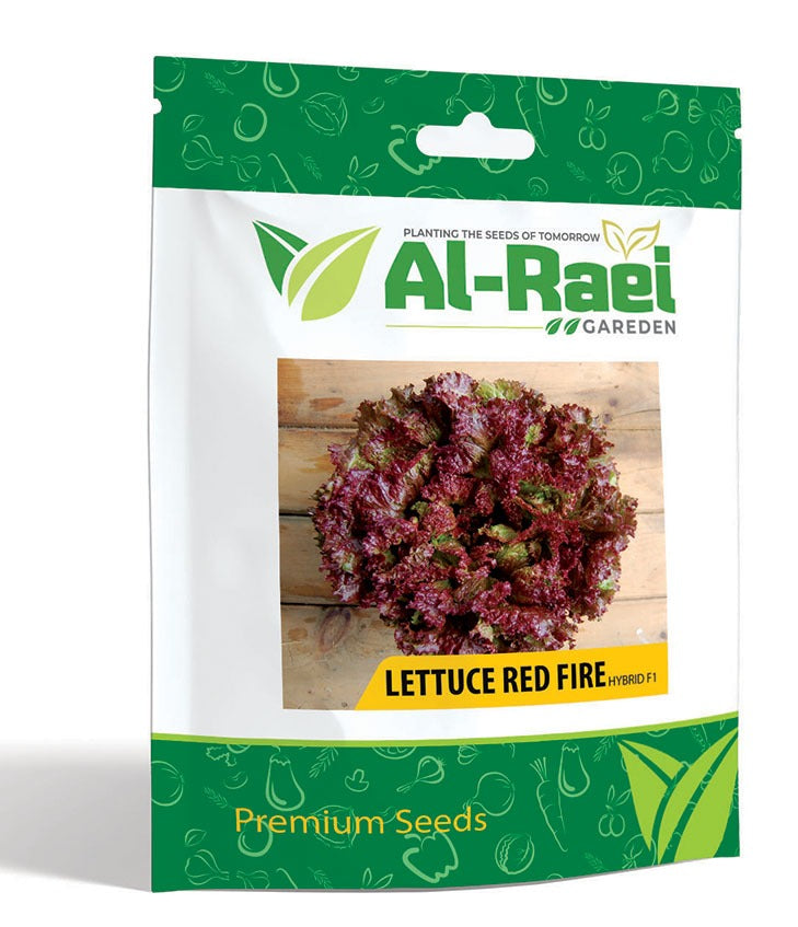 Red Fire Lettuce Seeds – Crisp, Colorful & Fast-Growing