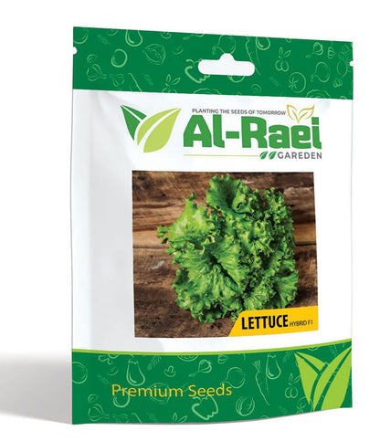 Green Lettuce Seeds – Fresh, Crisp & Perfect for Salads