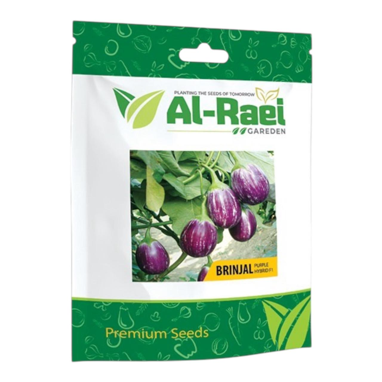 Purple Brinjal بینگن (جامنی) Hybrid F1 Premium Seeds