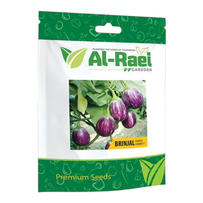 Purple Brinjal بینگن (جامنی) Hybrid F1 Premium Seeds