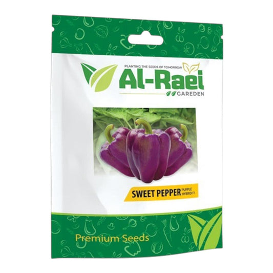 Sweet Purple Pepper Seeds (پرپل مرچ) Hybrid F1 Premium Seeds