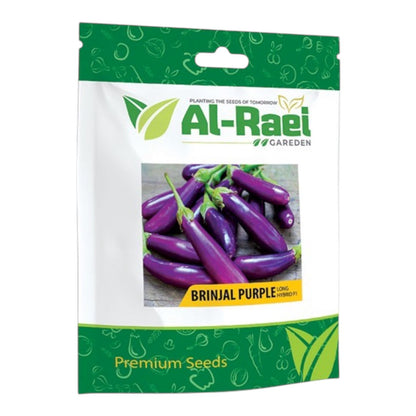 Brinjal Purple Long (لمبا ارغوانی بینگن) Hybrid F1 Seeds | Al-Raei Premium Quality