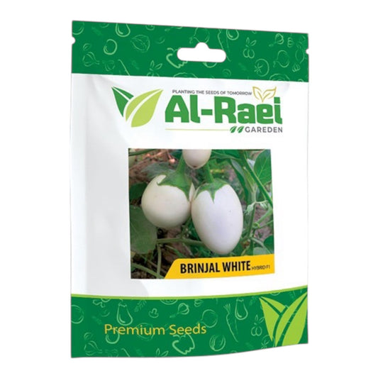 Brinjal White Hybrid F1 Seeds – Premium White Eggplant Seeds by Al-Raei Seeds