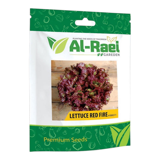 Al-Raei Lettuce Red Fire Hybrid F1 Seeds | Premium Red Lettuce