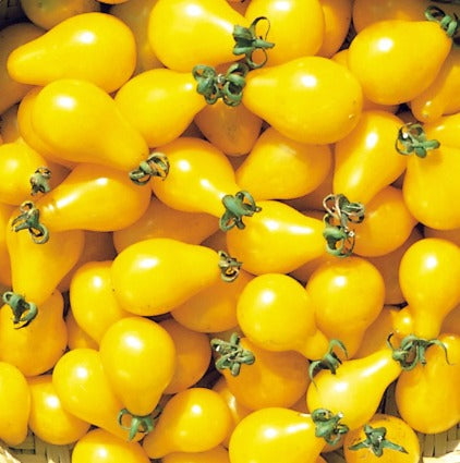 Yellow Bell Shaped Tomato Seeds – Bright, Sweet & Premium Quality