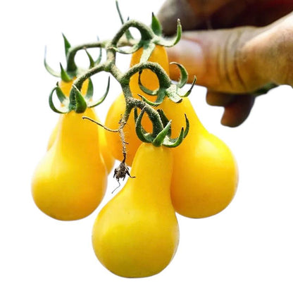 Yellow Bell Shaped Tomato Seeds – Bright, Sweet & Premium Quality