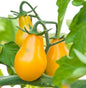 Yellow Bell Shaped Tomato Seeds – Bright, Sweet & Premium Quality