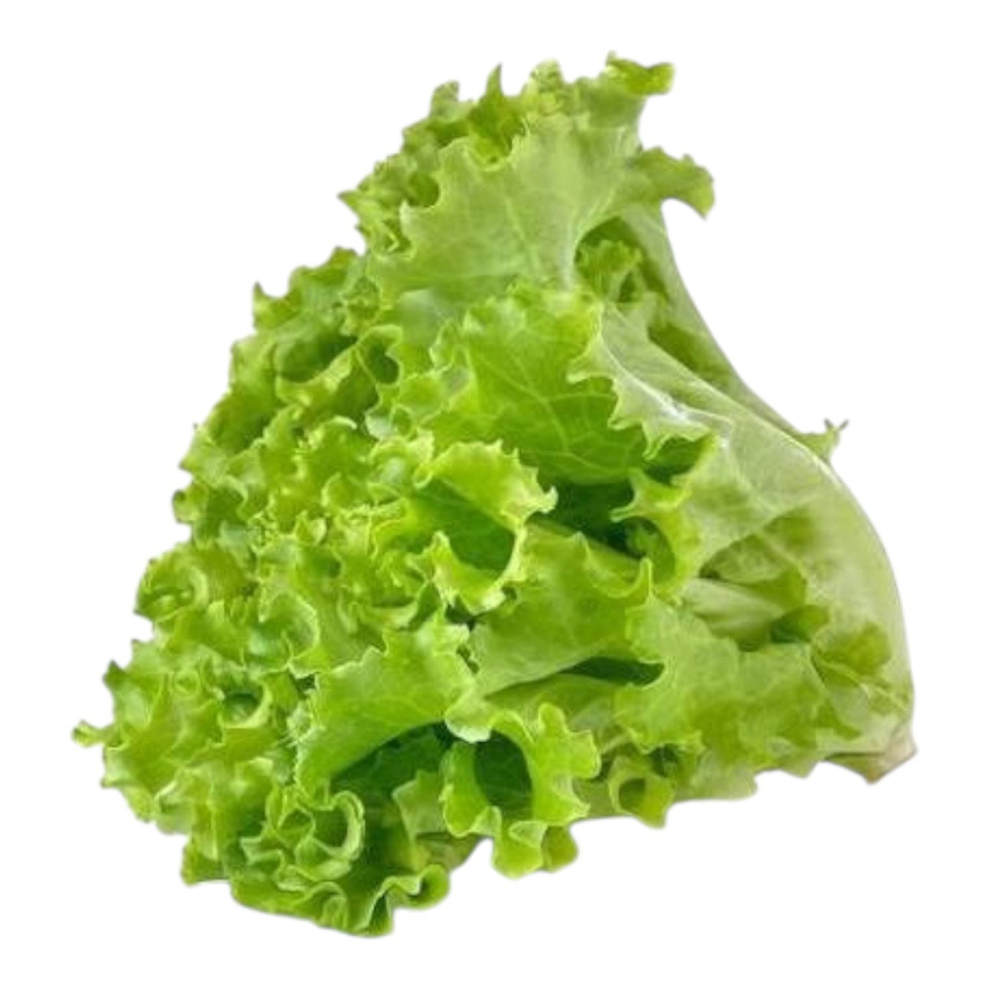 Green Lettuce Seeds – Fresh, Crisp & Perfect for Salads