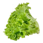 Green Lettuce Seeds – Fresh, Crisp & Perfect for Salads