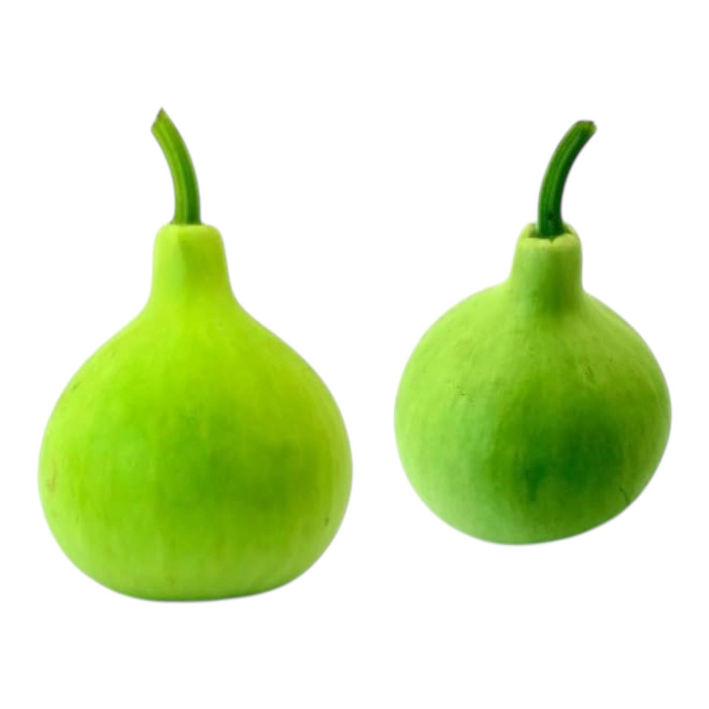 Bottle Gourd (Round Shaped) Hybrid F1 Seeds