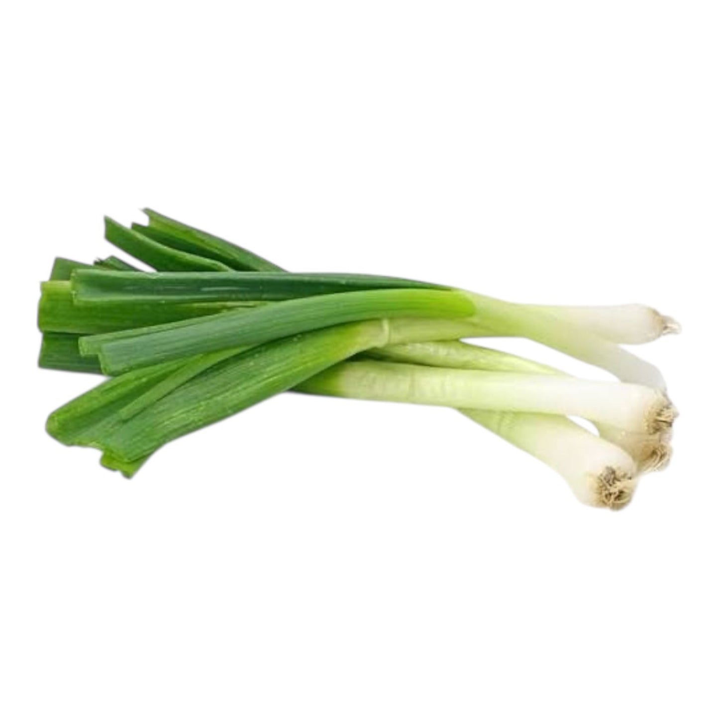 Leek (لیگ) Hybrid F1 Premium Seeds