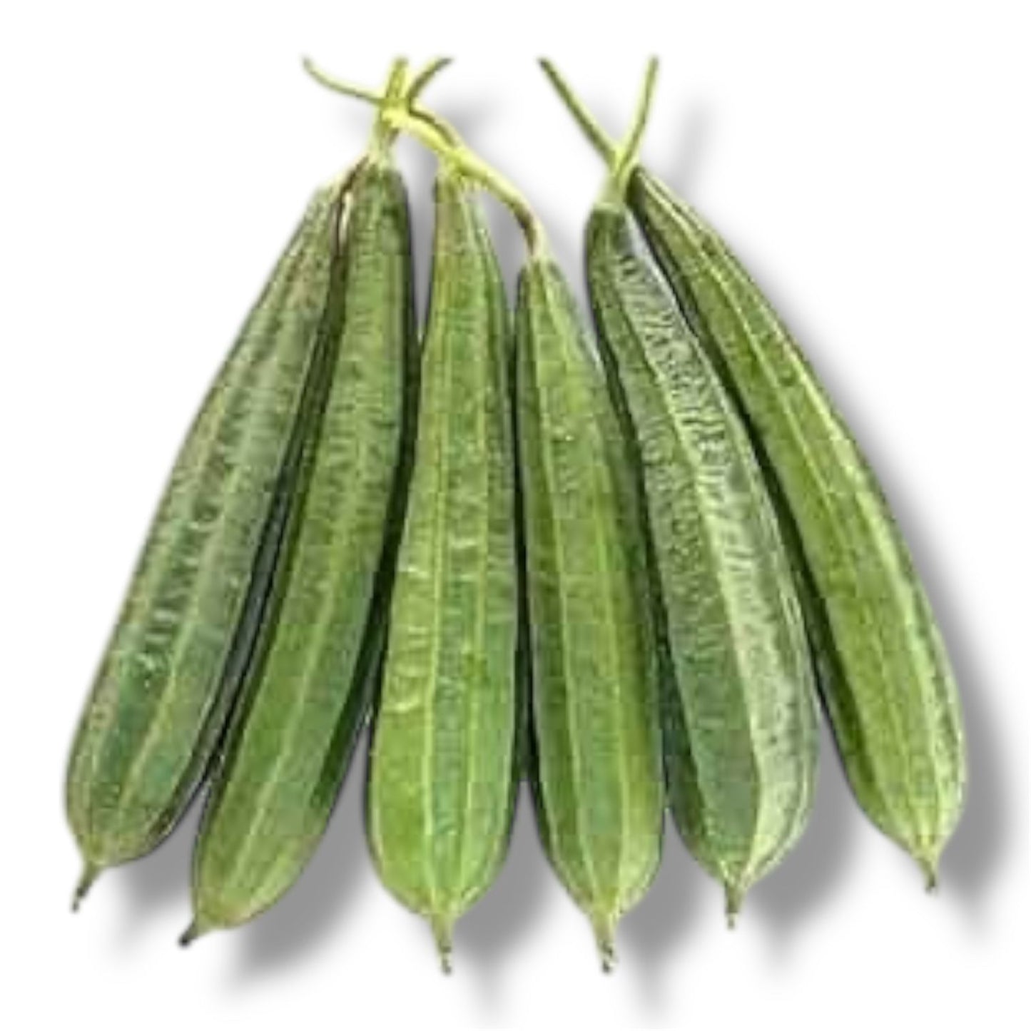 Ridge Gourd (توری) Hybrid F1 Premium Seeds
