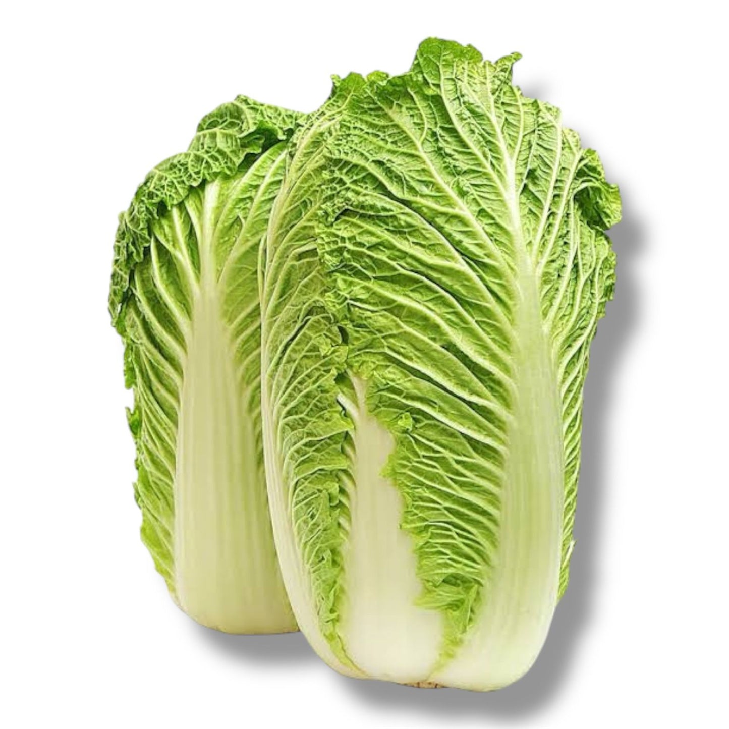 Chinese Cabbage White (F1 Hybrid ) Seeds