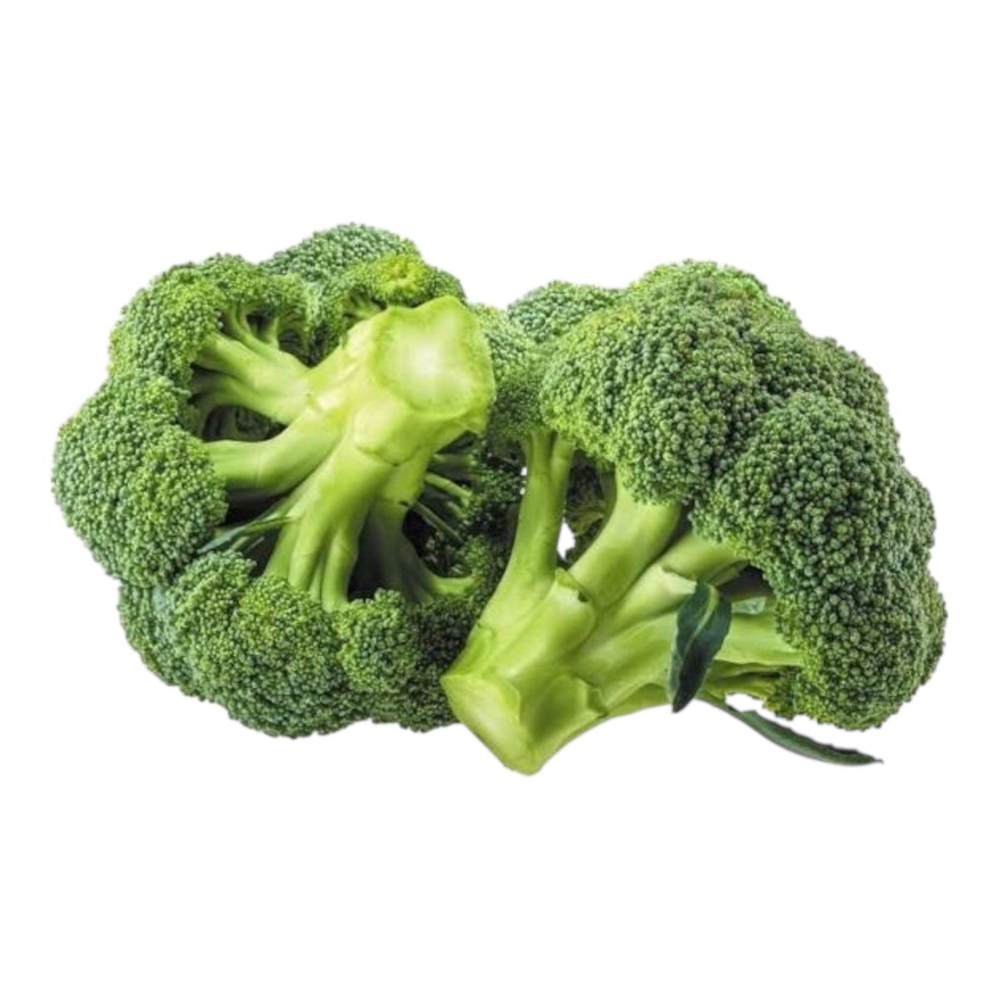 Broccoli (بروکلی) Hybrid F1 Seeds - Al-Raei Garden (Premium Quality)