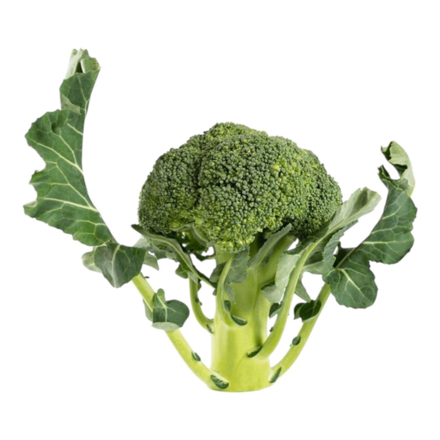Broccoli (بروکلی) Hybrid F1 Seeds - Al-Raei Garden (Premium Quality)