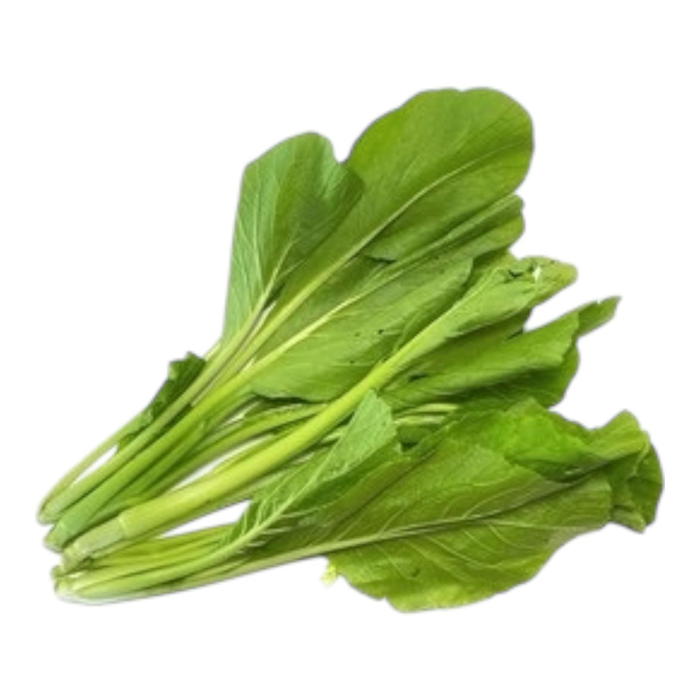 Mustard Greens ( Saag ساگ ) Hybrid F1 Seeds – Al-Raei (Premium Quality)