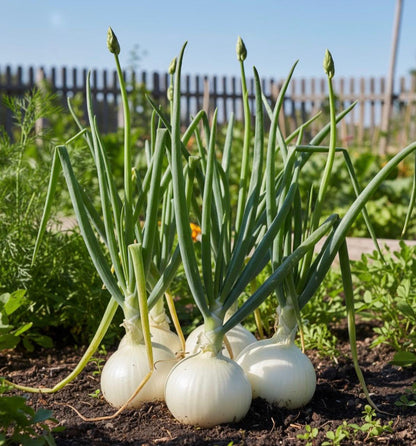 White Onion (سفید پیاز) Premium Non-GMO Vegetable Seeds