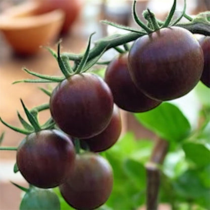 Al-Raei Tomato Brown Cherry (براؤن چیری ٹماٹر) Hybrid F1 Seeds