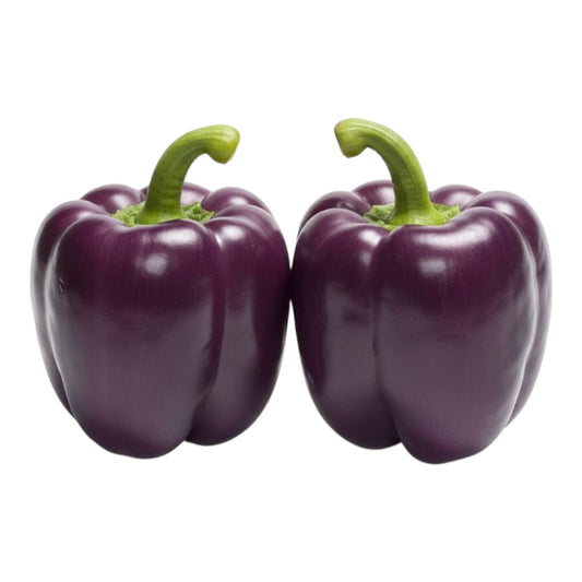 Sweet Purple Pepper Seeds (پرپل مرچ) Hybrid F1 Premium Seeds