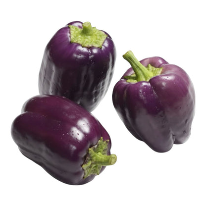 Sweet Purple Pepper Seeds (پرپل مرچ) Hybrid F1 Premium Seeds