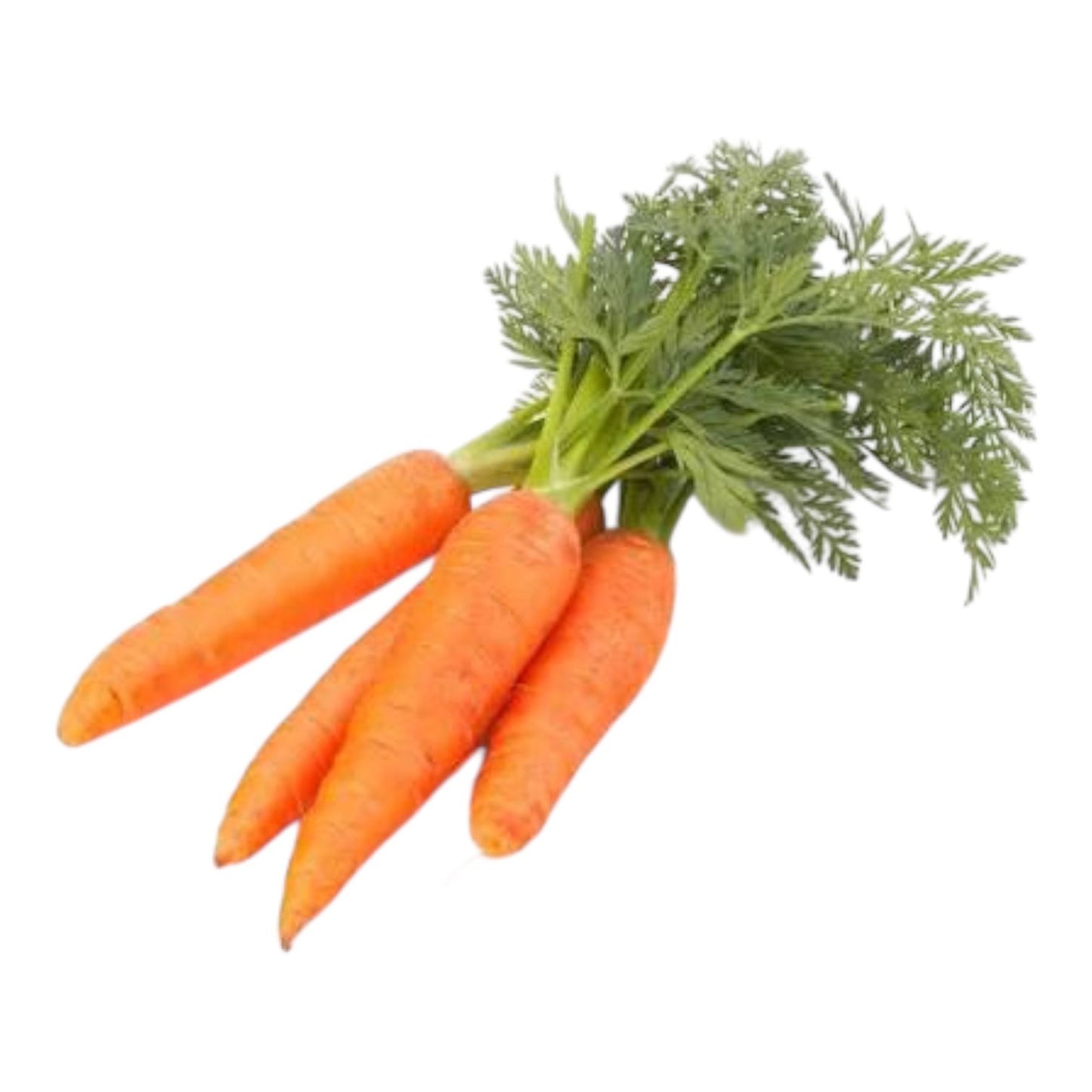 Al-Raei Orange Carrot Seeds (نارنجی گاجر)  Hybrid F1 | Premium Non-GMO Vegetable Seeds