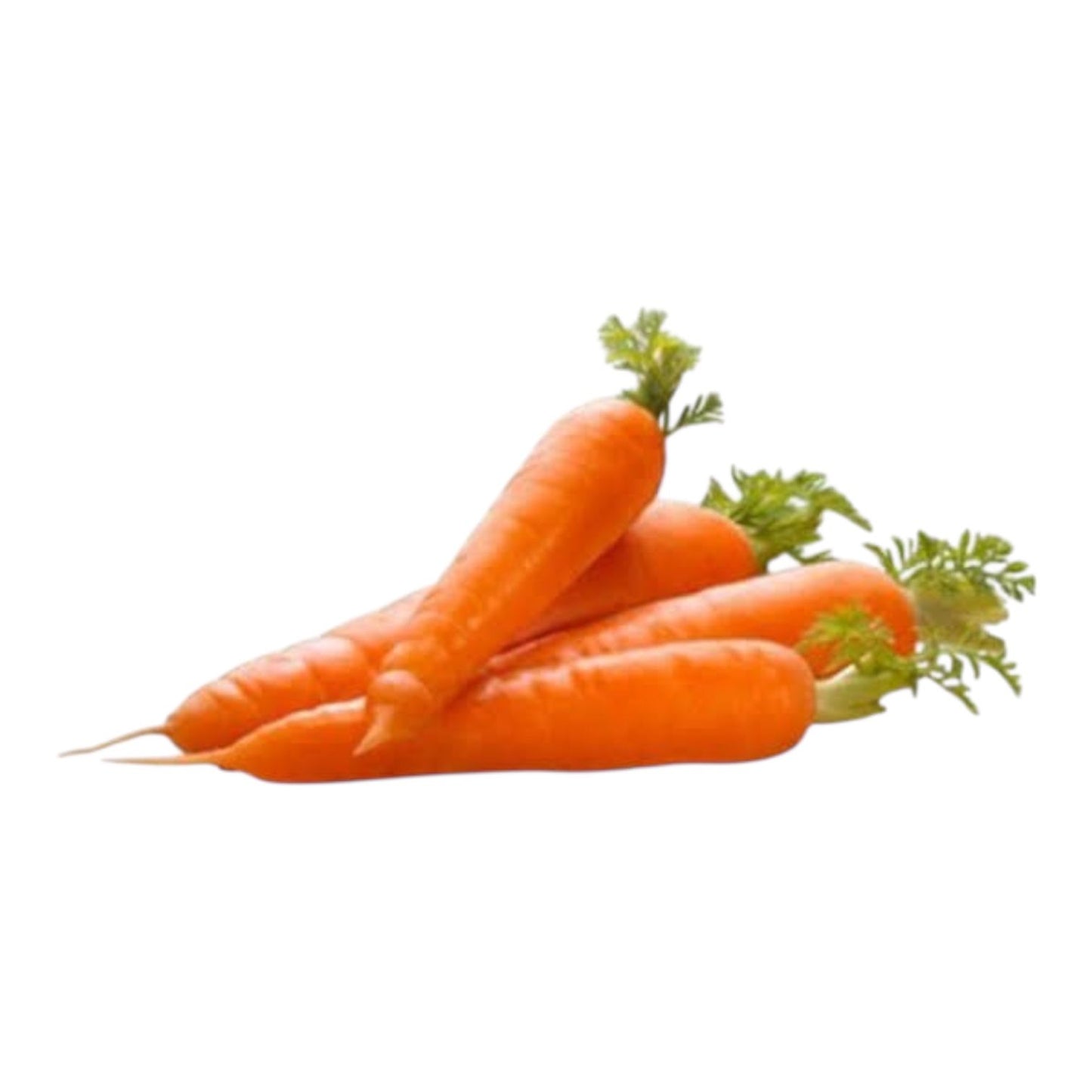 Al-Raei Orange Carrot Seeds (نارنجی گاجر)  Hybrid F1 | Premium Non-GMO Vegetable Seeds