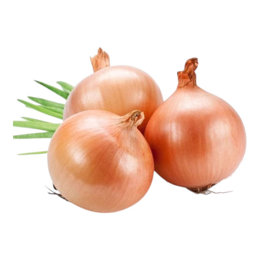 Onion Golden Hybrid F1 Seeds – Premium Quality | Al-Raei Seeds
