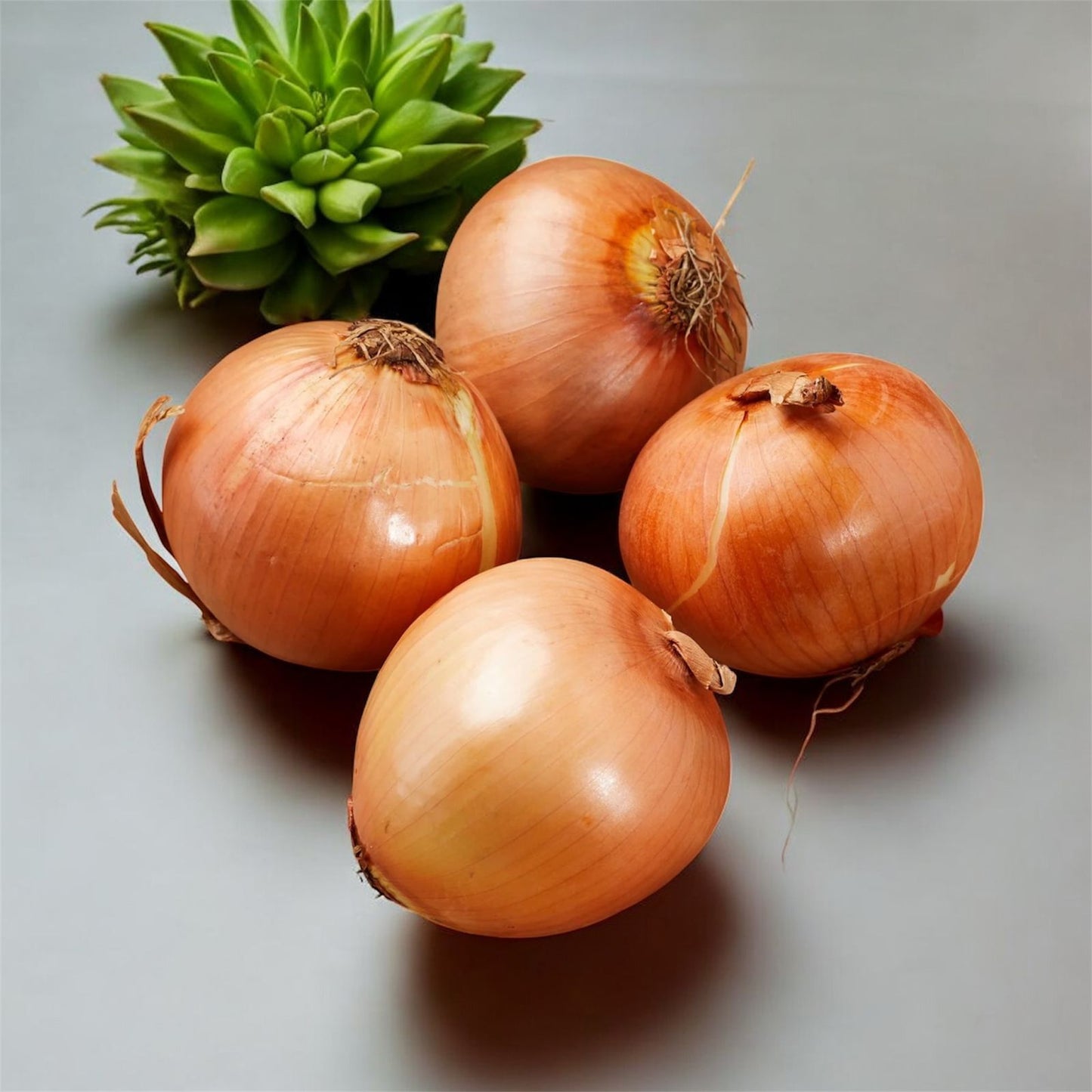 Onion Golden Hybrid F1 Seeds – Premium Quality | Al-Raei Seeds