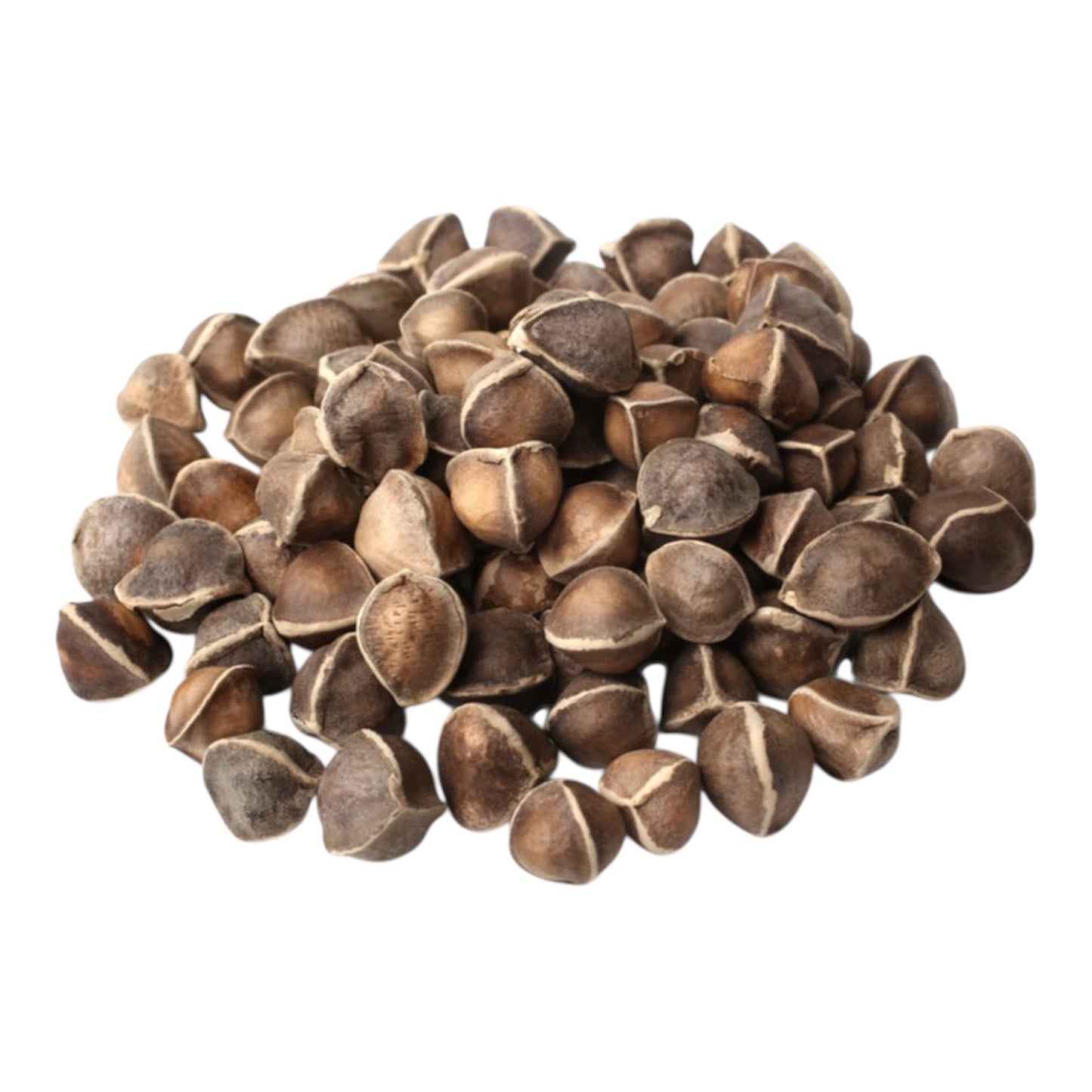 Al-Raei Premium Moringa (سوہانجنا) Seeds