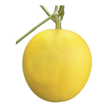 Melon Honey (خربوزہ) Hybrid F1 – Al-Raei Seeds