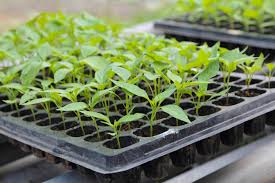 200-Cell Seed Trays: Grow Your Best Garden
