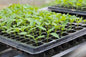 200-Cell Seed Trays: Grow Your Best Garden