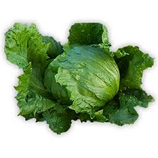 Iceberg Lettuce Seeds