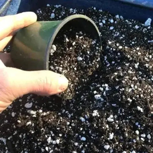 Black Elixer Organic Compost | Best Potting Mix & Seed Starter