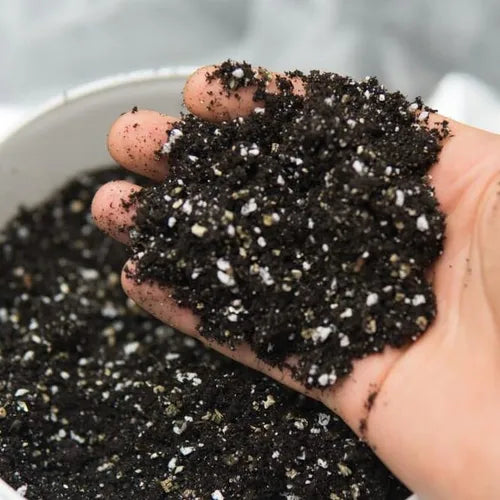 Black Elixer Organic Compost | Best Potting Mix & Seed Starter